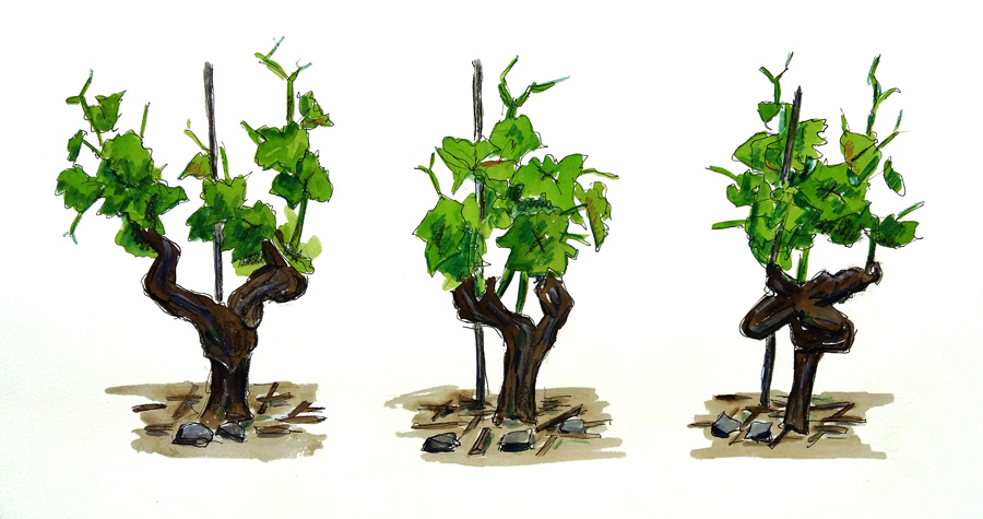 Rebstöcke bei Branson